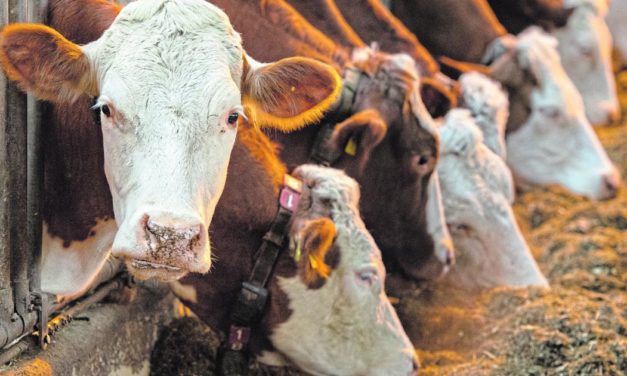 Milchbauern verlangen deutlich mehr Milchgeld