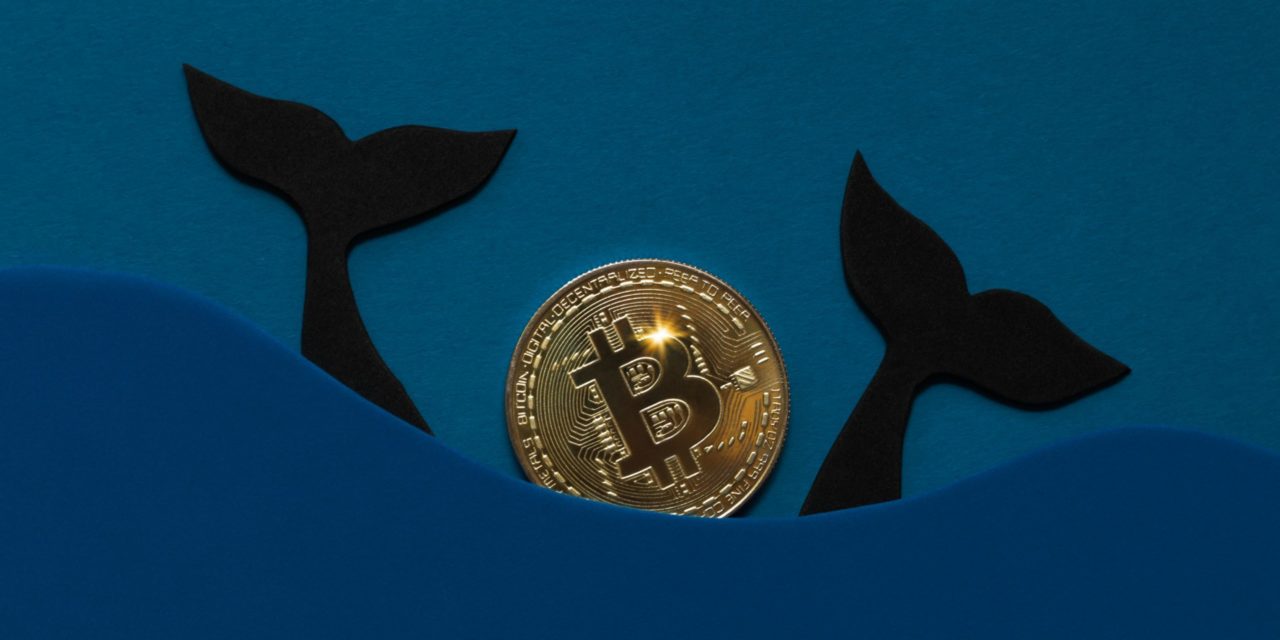 Größter Bitcoin-Wal schnappt zu: 3.000 BTC für 137 Millionen US-Dollar