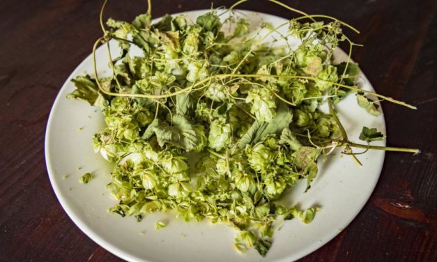 Russischen Brauereien droht Hopfen-Engpass