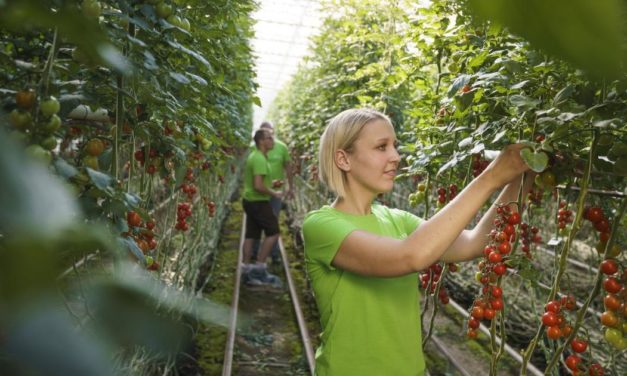 Frutura-Chef: „Wir müssen alles zu Tode verpacken“