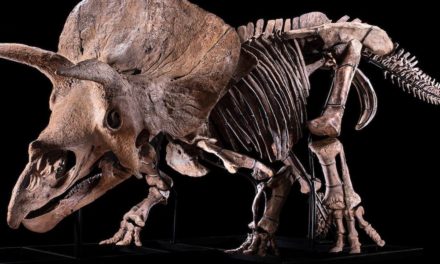 Forscher finden Erklärung für merkwürdiges Loch in Triceratops-Fossil