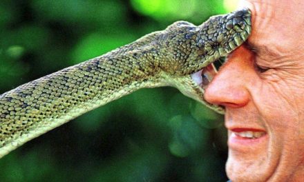 Die bissigsten Tiere Australiens sind für eine Überraschung gut