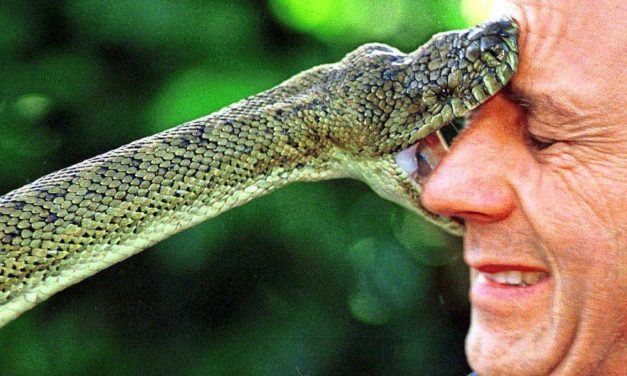 Die bissigsten Tiere Australiens sind für eine Überraschung gut