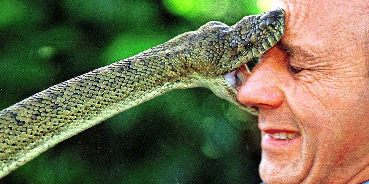 Die bissigsten Tiere Australiens sind für eine Überraschung gut