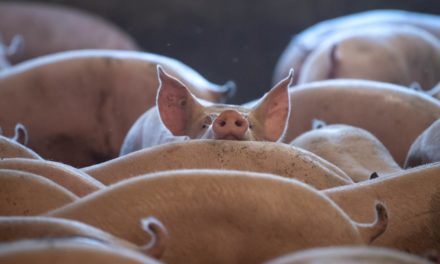 „Armes Schwein“: 90 Prozent erfüllen Tierschutz-Kriterien nicht