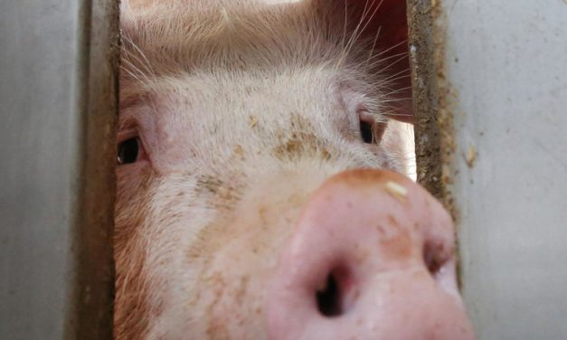 Zustände im Schweinestall: Sauschwerer Erklärungsbedarf