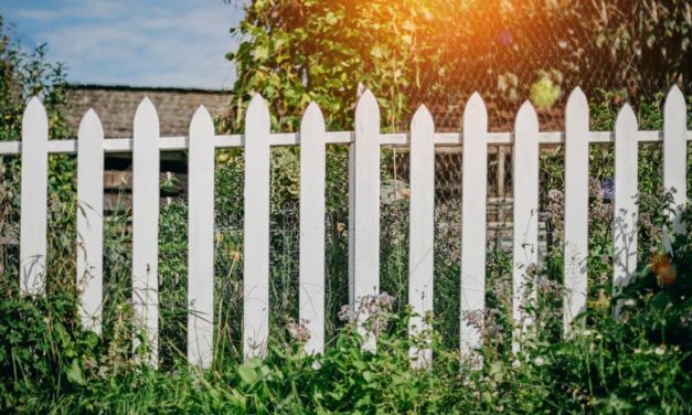 Zwist um Nachbars Hecke, die sich nicht an Grundgrenzen hält