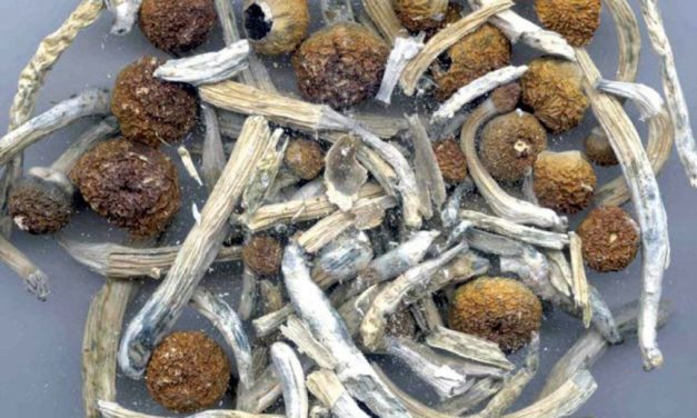 Warum Psilocybin gegen Depressionen und gegen Süchte helfen dürfte