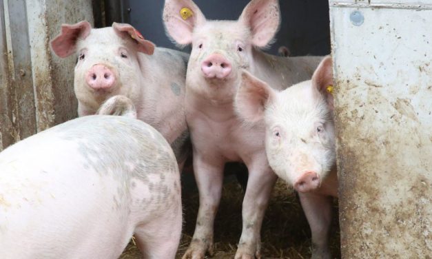 Osterschinken wird bald teurer: Preisrallye im Schweinsgalopp