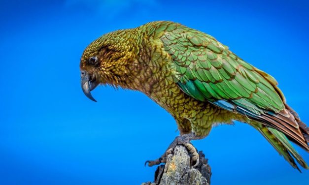 Tierische Zeitgenossen mit beachtlichen kognitiven Fähigkeiten