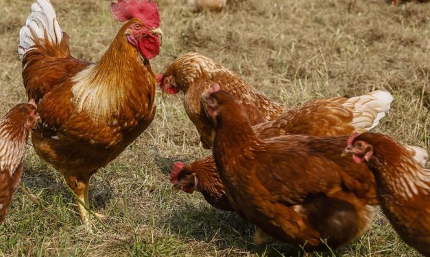 Älteste Überreste einer Eiermahlzeit nördlich der Alpen entdeckt