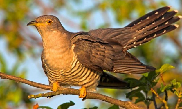 Kommt der Kuckuck künftig zu spät für seine fiesen Tricks?