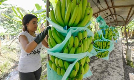 Wie mit günstigen Bananen viel Geld bewegt wird