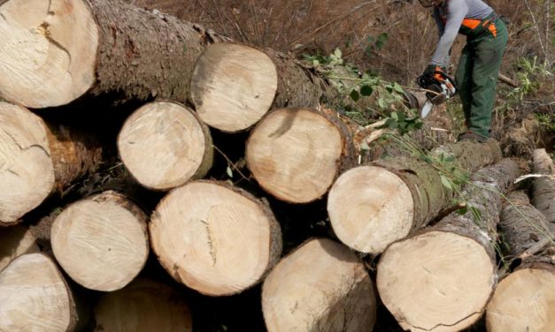 Gemeinsamer Protest gegen EU-Pläne mit dem Wald