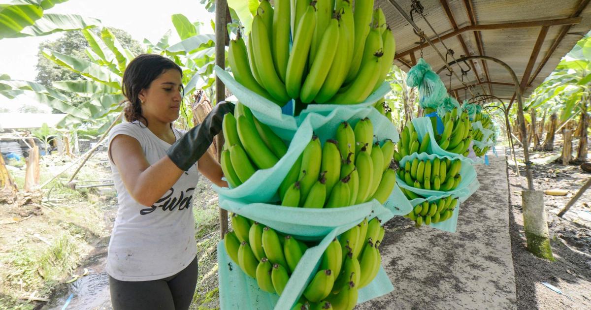 Warum Bananen oft billiger sind als Äpfel