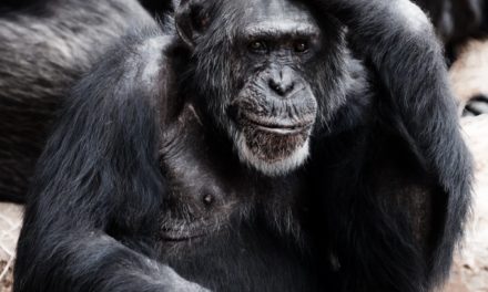 Service-Mesh: Kong Mesh 1.7 und Kuma 1.6 setzen auf Stabilität und Sicherheit