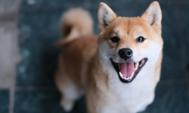 Shiba Inu (SHIB): Robinhood-Listung lässt Kurs nur kurzfristig anziehen