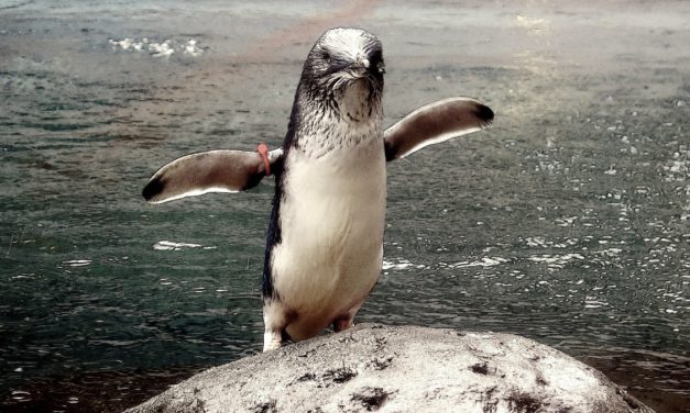 Turnkey Linux 17: neuer Unterbau und erste Vorversion für Raspberry Pi 4