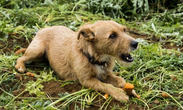 Karotten statt Knochen: Sollte man Hunden eine vegane Diät zumuten?