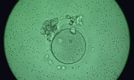 Möglicher Mutationsschutz bei alternden Eizellen entdeckt