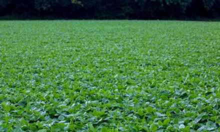 Wie die Sojabohne die Welt retten könnte