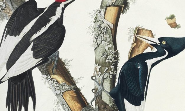 Hat der legendäre Elfenbeinspecht in Louisianas Sümpfen überlebt?