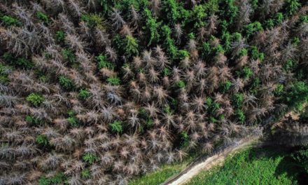 Trockenheit lässt immer mehr Wälder durch Schädlinge absterben