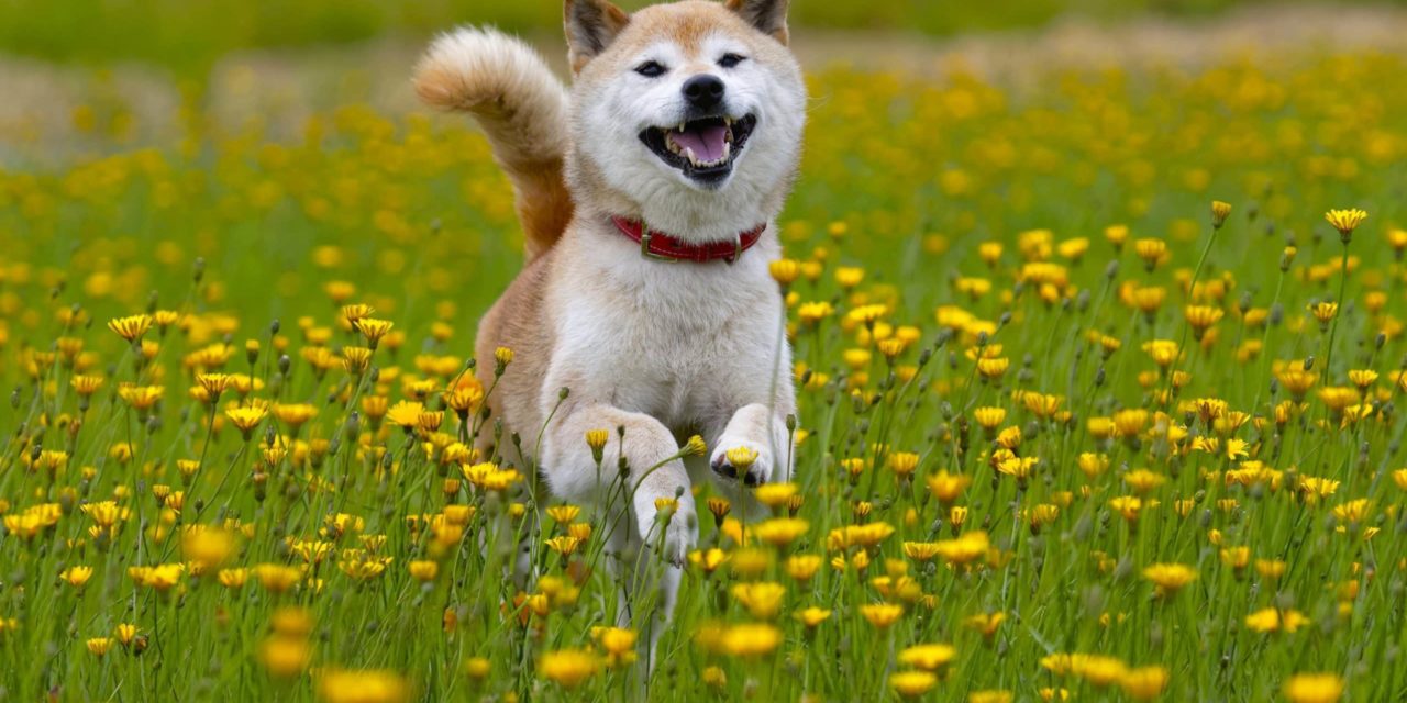 Shiba Inu ist ihr Lieblingsaltcoin: ETH-Wale decken sich mit Memecoin ein