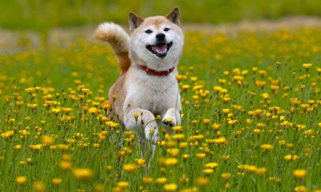 Shiba Inu ist ihr Lieblingsaltcoin: ETH-Wale decken sich mit Memecoin ein
