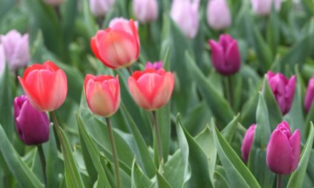 Garten-Expertin rät: Tulpen immer neu setzen