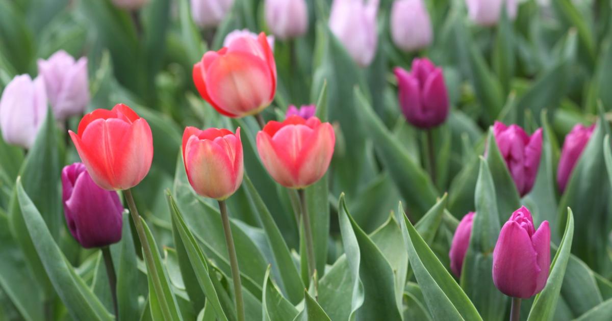 Garten-Expertin rät: Tulpen immer neu setzen