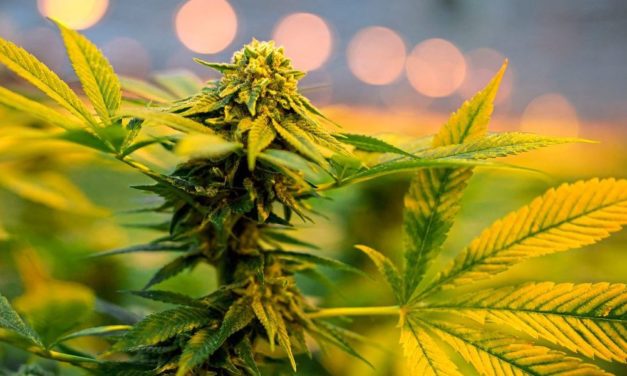 Basel startet Pilotversuch mit Cannabisverkauf