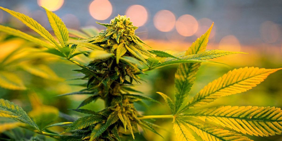 Basel startet Pilotversuch mit Cannabisverkauf