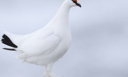 Hochgebirgsvögel verlieren allmählich ihren Lebensraum