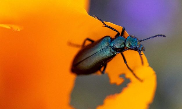 Klimawandel und Landwirtschaft schadet der Insektenwelt besonders