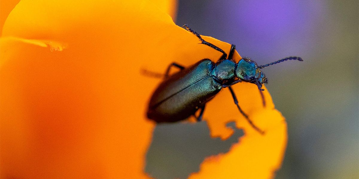 Klimawandel und Landwirtschaft schadet der Insektenwelt besonders
