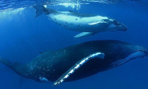 Südafrika: Forscher zeichnen bisher unbekannten Wal-Laut auf