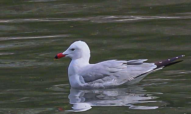 Korallenmöwe erstmals in Österreich gesichtet