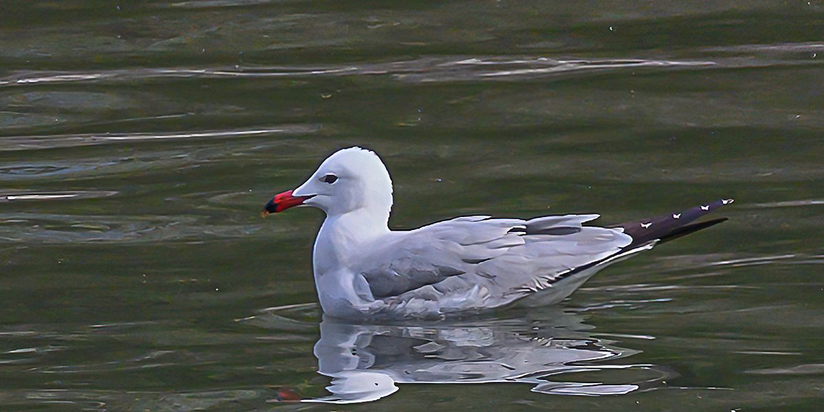 Korallenmöwe erstmals in Österreich gesichtet