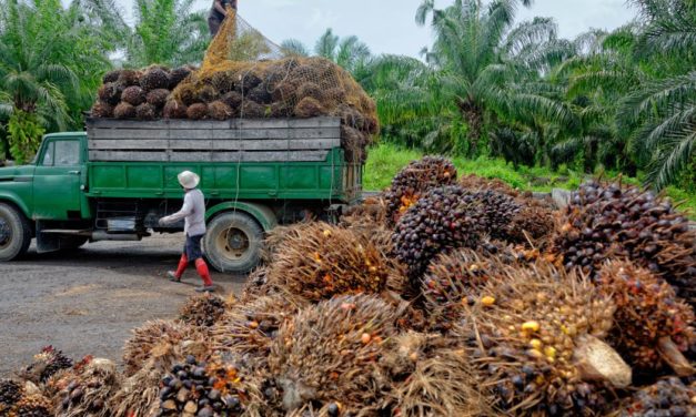 Indonesien kündigt Palmöl-Exportstopp an