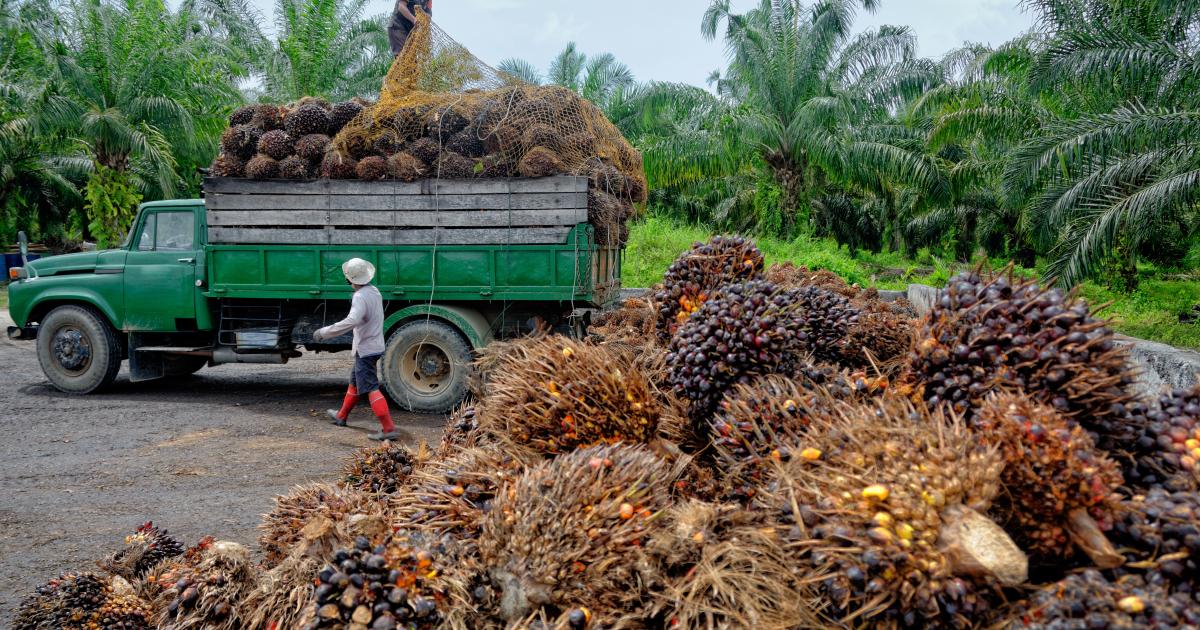 Indonesien kündigt Palmöl-Exportstopp an