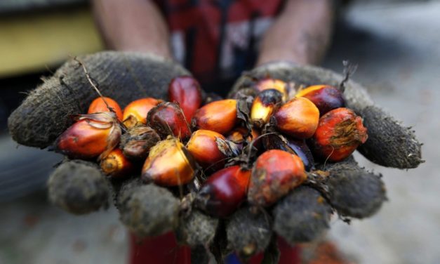 Palmöl: Indonesien will Exporte stoppen