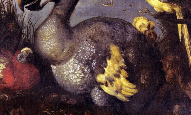 Vollständig rekonstruierte DNA: Lässt sich der Dodo nun von den Toten zurückholen?