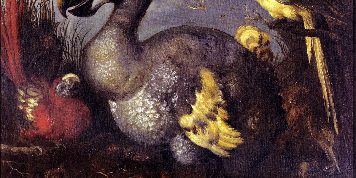 Vollständig rekonstruierte DNA: Lässt sich der Dodo nun von den Toten zurückholen?