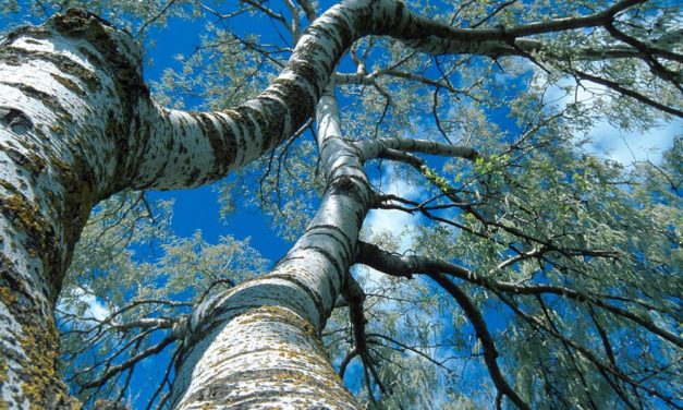 Waldbäume nehmen Nanoplastik auf und transportieren es bis in die Blätter