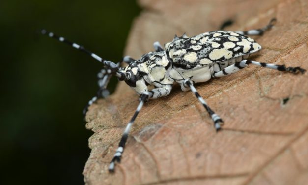Bug-Bounty-Programm des DHS zur Sicherheitslückensuche ist voller Erfolg