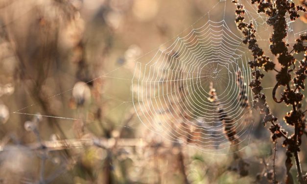 Spinnenmännchen schleudern sich nach dem Sex zum Selbstschutz davon