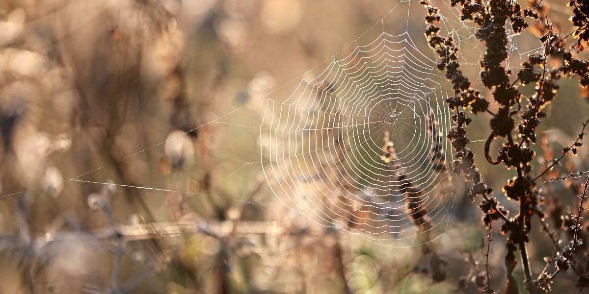 Spinnenmännchen schleudern sich nach dem Sex zum Selbstschutz davon