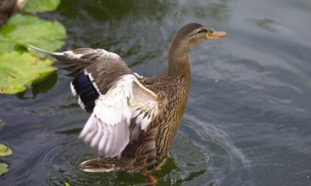 China meldete ersten Fall von H3N8-Vogelgrippe beim Menschen