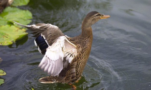 China meldete ersten Fall von H3N8-Vogelgrippe beim Menschen